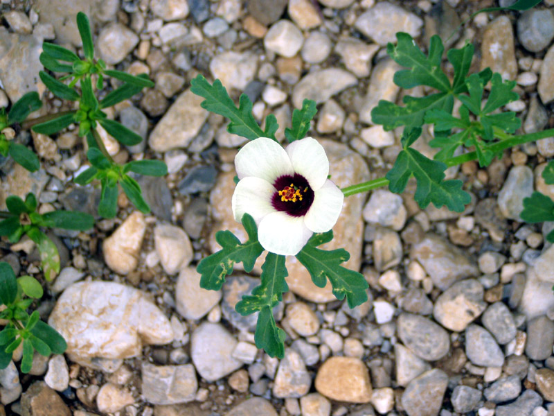 Hibiscus trionum / Ibisco vescicoso